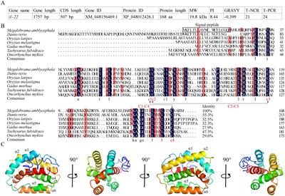 Megalobrama amblycephala IL-22 attenuates Aeromonas hydrophila induced inflammation, apoptosis and tissue injury by regulating the ROS/NLRP3 inflammasome axis